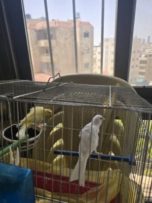 جوز كنار الذكر جنوبي اصفر و الطيره بندوقه بيضه ساده