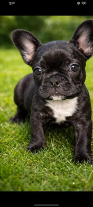 بنتين فرنش بلدوج اهالى مستورده