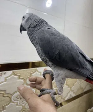 كاسكو أفريقي