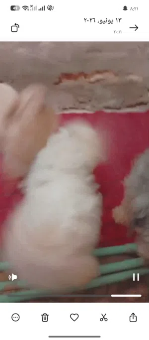 كلاب للتبني