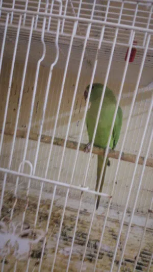 Parrot for sale