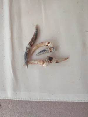 dac cekans sell