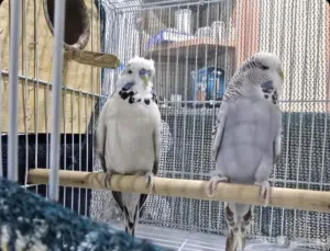 جوز بادجي انجليزي منتج