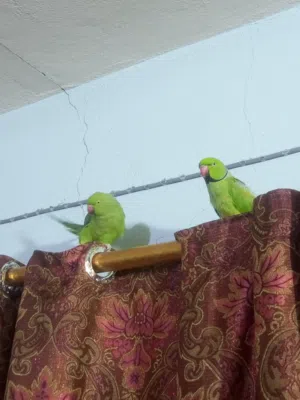 زوج دره اليف للبيع