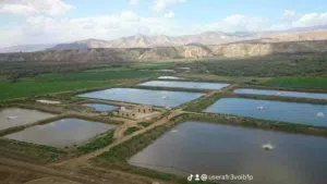 مزرعة سمك الغور