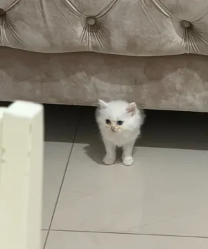 Cat for adoption