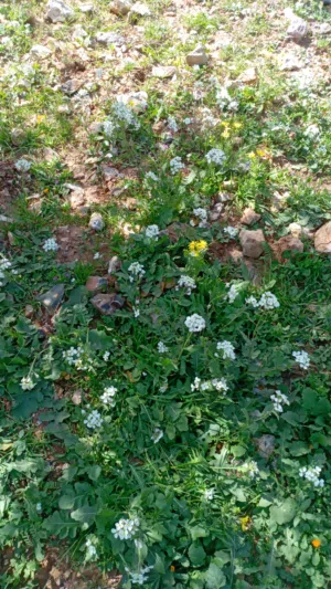 بغلة للبيع مادبا الفيحاء عمر 12سنة