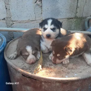هاسكي عمر 40 يوم