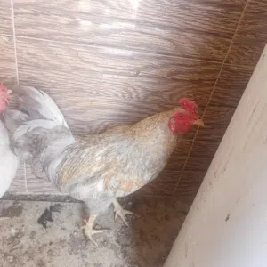 ديوك عرب عدد 6 للبيع