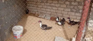 6 بطات وفلوس ربي يبارك