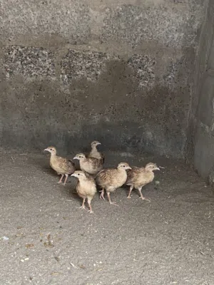 6 فروخ صفارد اصفر سوبر جامبو