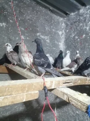 حمام بلدي تربية بيتي بالكامل