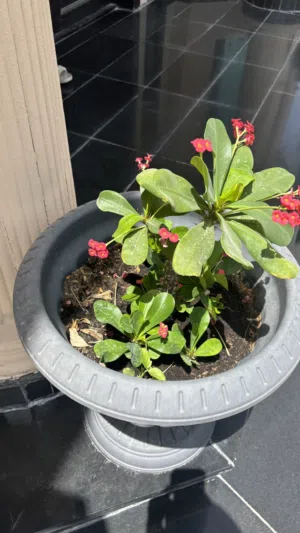 2 flower pots with plants