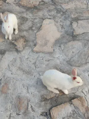 أرانب ( ذكر + أنثى )