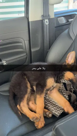 شو لاين للبيع