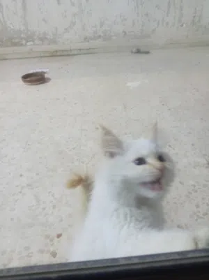 قط شيرازي هيمالايا ذكر عمره أشهر