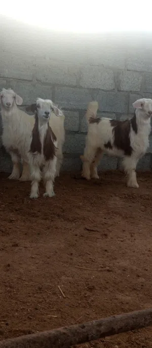 3 صخلات للبيع