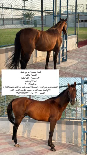 حصان عربي أصيل