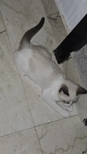 Persian kitten 2 months old male
