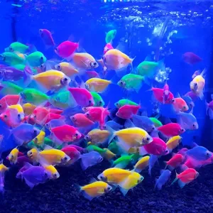 Fish4