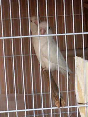 روز زوج البنو تركيبه جديده