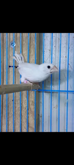 زوج بنكالي اقره الوصف رجا