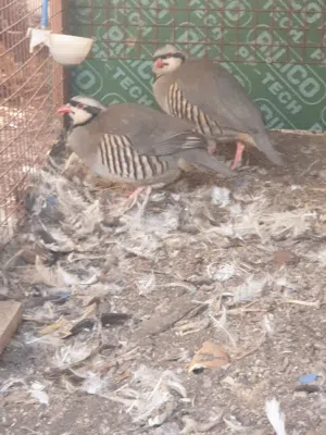 حجل باكستاني ذكر وانثى للبيع