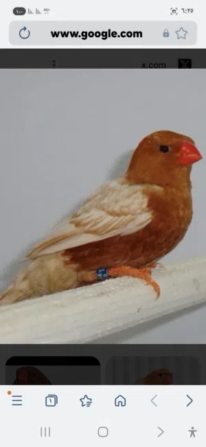 مطلوب 4 ذكور زبراء فول اورنج