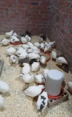 Chickens0