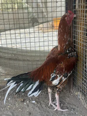 پکستانی  سندی