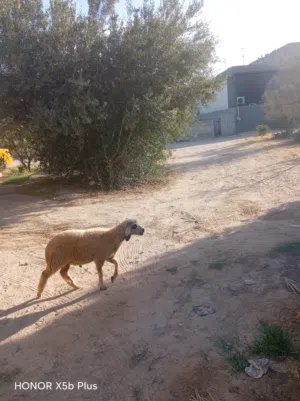 ربي يبارك حاجه ما شاء الله