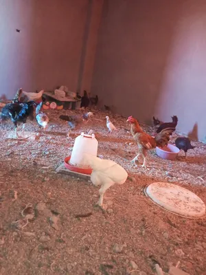 ‏دجاج‏1