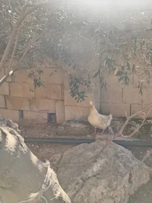 ذكر بط للبيع وصحته ممتازة