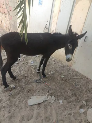 ‏حمير‏0