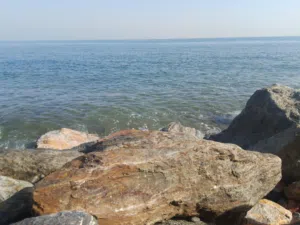 أبو الحارث 