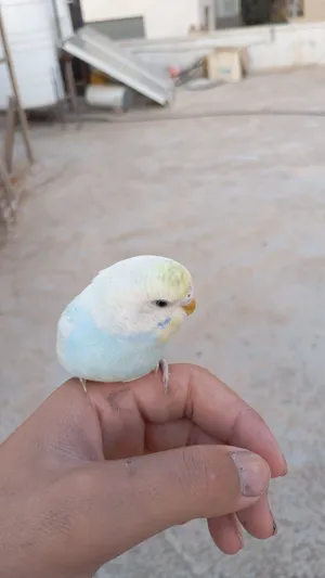 ‏ببغاء‏1