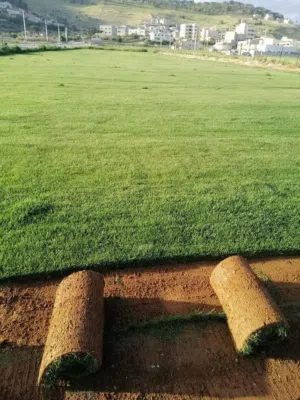 نجيل طبيعي من مزارعنا مباشره لبيتك ونجيل صناعي باحدث الخامات وجميع الاطول