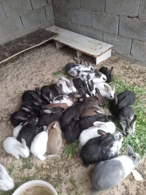 Rabbits0