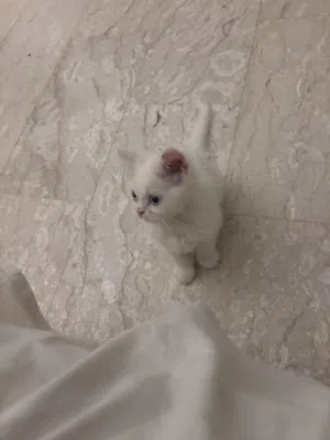 قطه شيرازي ب حاله ممتازه عمرها 3 شهور تبي تطعيمه بعد شهر