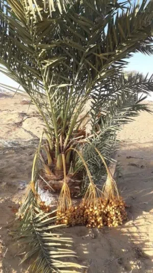 للبيع: مزرعة استثمارية منتجة - عقد تمليك ابتدائي (خالص الثمن)  الواحات البحرية  فرصة استثمارية