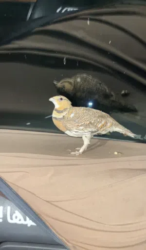 للبيع انثى قطا عراقي