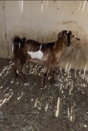 جدي حايل وسمين ما شاء الله عليه للبيع الجدي هجين عماني