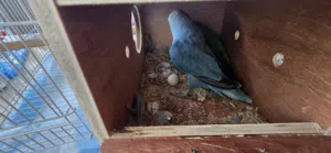 زوج ببغاء اللاف بيرد