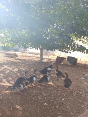 جوز بط مع الصيصان