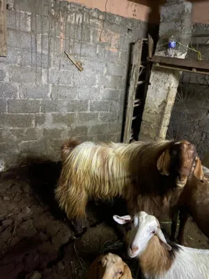 تيس باكستاني ومعاه شاه لبيضاء