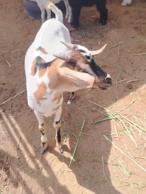 للبيع سمين