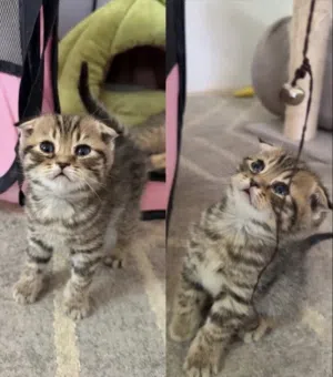 محتوى الإعلان   قطط للبيع