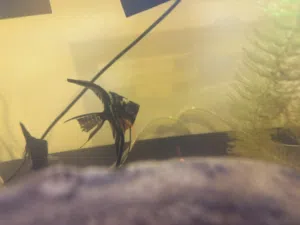 Angle fish سمك