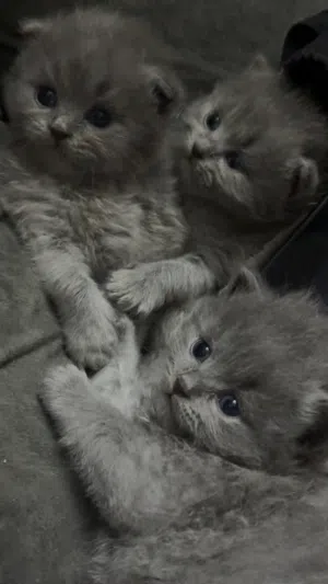 قطه صغيرههه