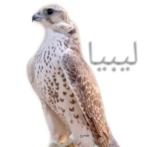 wesam 